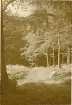 Tandläkare Gunnar Högberg tar en rast i Granitz, naturskyddat skogsområde på ön Rügen, sommaren 1930 (enligt text i album).