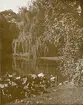 Wien: Stadtpark, sommaren 1930 (enligt text i album).