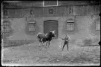 Adolf Fröberg med tjuren på Sjöberg