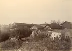 Wij stångjärnssmedja i Ockelbo kommun (enligt text i album).