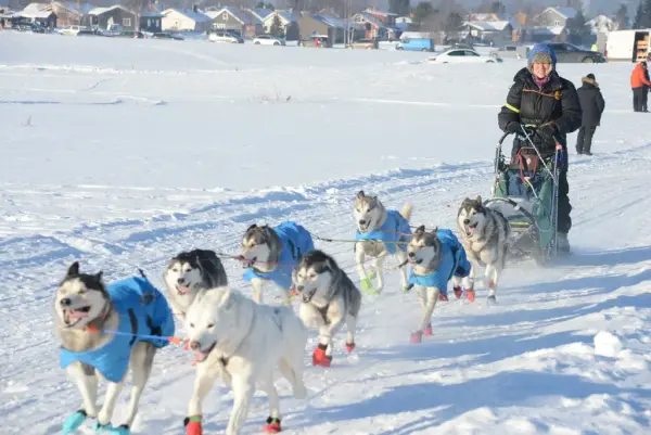 Kvinne som kjører hundeslede 