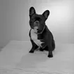 Hunden Buster