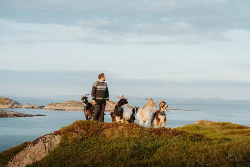 Mann i strikket genser ser utover et vakkert havlandskap, omringet av 5 geiter. Foto.