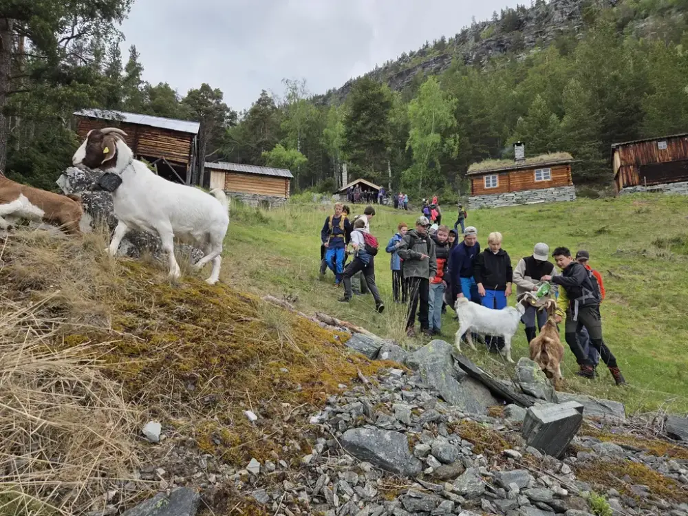 Beite, bruk og berekraft