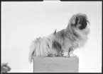 Ateljé Mira. Beställare: Fru Veterinär Pettersson