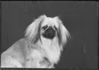 Ateljé Mira. Beställare: Veterinär Pettersson