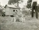 Hundvalpar och vuxna hundar vid en hundkoja, omkring år 1906 (enligt text i album).