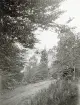 Skogsväg med dalälven i bakgrunden, omkring år 1906 (enligt text i album).