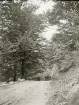 Skogsväg någonstans i Älvkarleby, omkring år 1906 (enligt text i album).