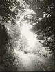 Skogsväg någonstans i Älvkarleby, omkring år 1906 (enligt text i album).