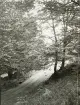 Skogsväg någonstans i Älvkarleby, omkring år 1906 (enligt text i album).