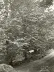 Skogsväg någonstans i Älvkarleby med älven som rinner bakom träden, omkring år 1906 (enligt text i album).