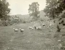 Lantlig miljö med en byggnad, en stengärdsgård samt får som betar någonstans i Älvkarleby, omkring år 1906 (enligt text i album).