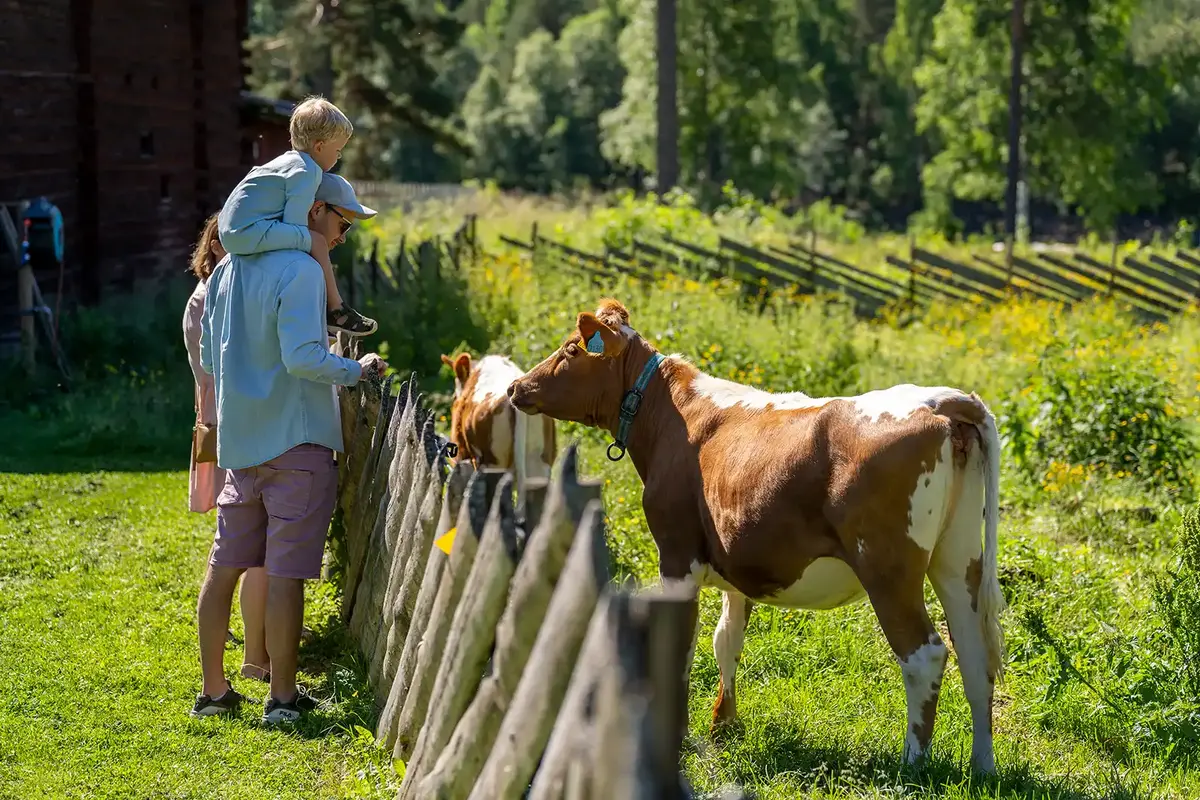 En familie mater en brun ku over et gjerde på Elverumstunet. Et barn sitter på skuldrene til en voksen og rekker frem gress til kua, omgitt av grønn natur på Glomdalsmuseet.