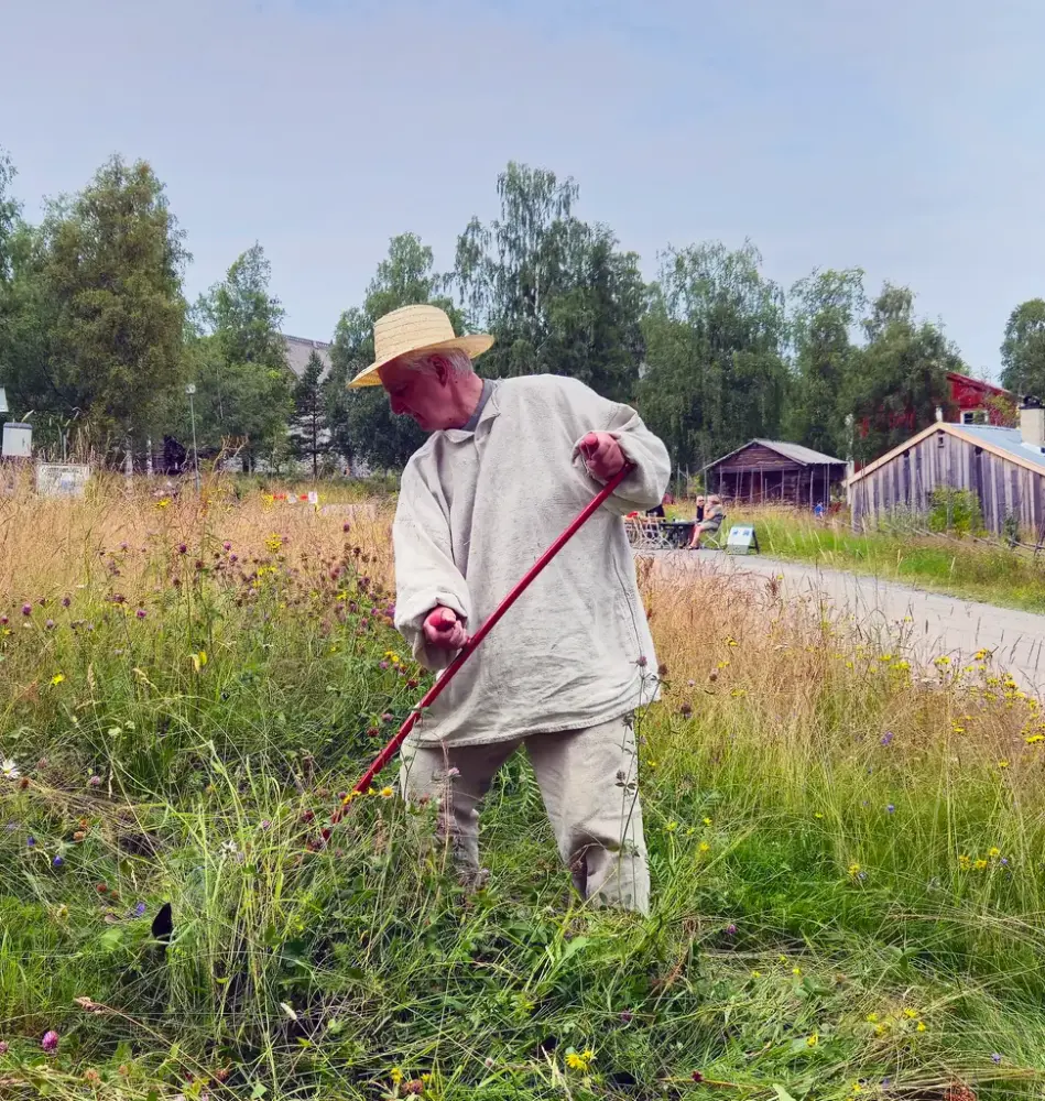 Man i gammeldags dräkt i linne samt hatt slår en blommande äng med lie.