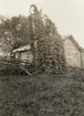 Värmland. Fryksdals härad. Gräsmarks socken. Humlegård vid Norra Gräshöjden. Foto N. Keyland 1912. E.U. 28499. N.M. 58 volym 3, Mältning och brygd.