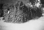 Småland. S. Vedbo hd. Hässleby sn. Maiannelund. Humlegård i Mariannelund. E.U. 18611   S.P. 98 Pors och humle för brygd.