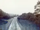 Lantligt landskap med en grusväg där en ko betar vid vägkanten, någonstans i Älvkarleby, omkring 1906 (enligt text i album).