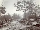 Stenig terräng med träd och en stig någonstans i trakterna av Älvkarleby, Uppland, omkring 1906 (enligt text i album).