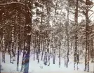Tallskog, troligen i Älvkarleby, omkring 1906 (enligt text i album).
