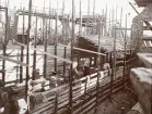 Byggandet av Älvkarleby kraftverk, omkring 1906 (enligt text i album).