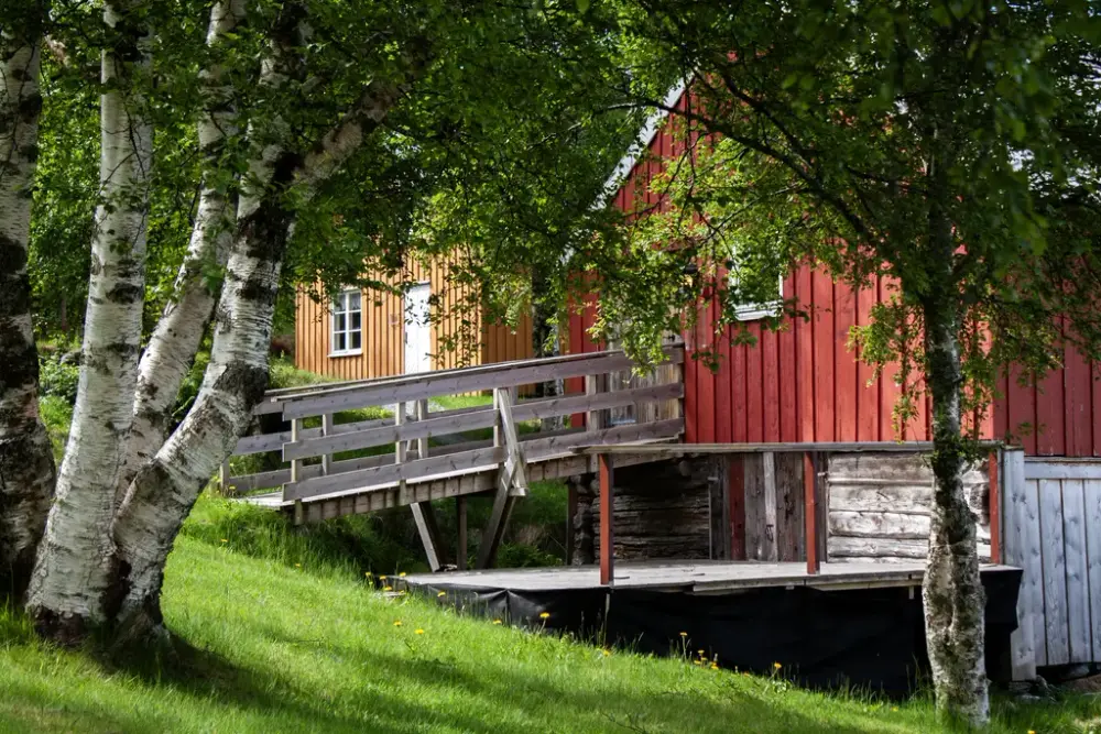 Bilde av et rødt naust med et gult hus i bakgrunnen. I forgrunnen to bjørketrær