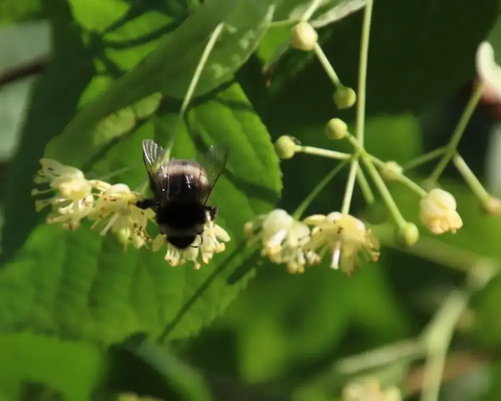Humle sett eovenfra på liten gul blomst