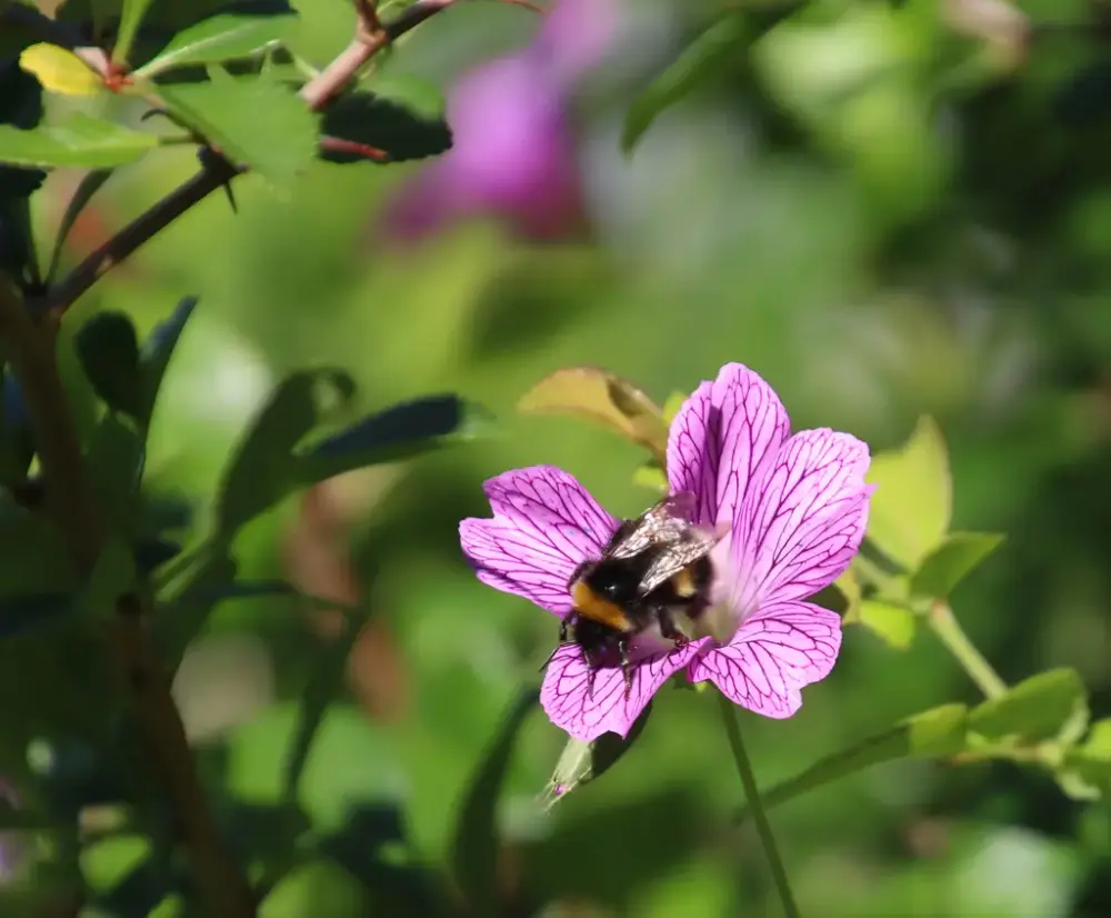 Humle på rosa blomst med grønne vekster i bakgrunnen.