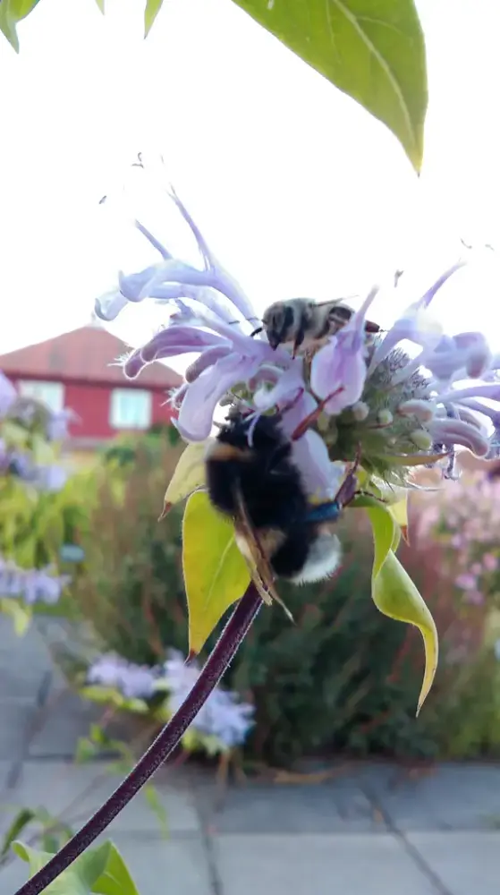 En lys lilla blomst med lange, smale kronblader har fått besøk av både ei humle og en bie.