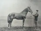 Hästen Hercules född 1884. Utställare W. Jantzon, Krusinn (Ostpreussen).