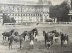 Grupp av hästar. Utställare W. Gerlach, Walterkehmen (Ostpreussen).