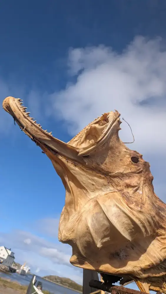 Fisken kaller Gjesværs vikinger inn til etegilde