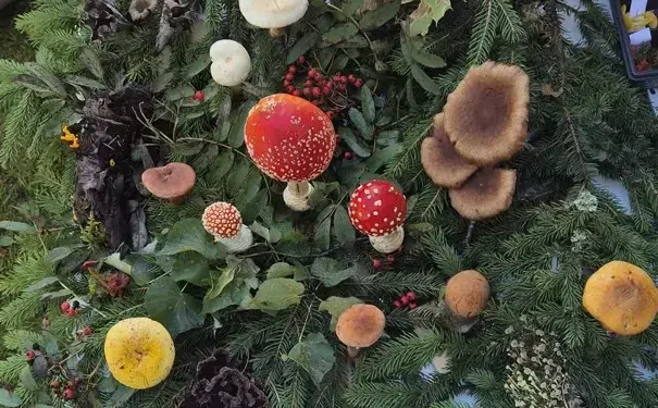 Svampar i olika färger i grönska sett uppifrån.