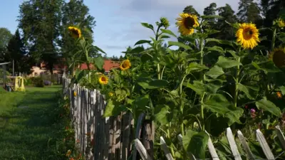 Solsikker i kjøkkenhagen på Bogstad