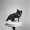 Kattunge