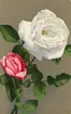 Brevkort med motiv av blomma. Text på baksidan 
