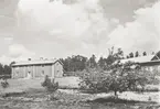 Gårdsmiljö på Vinö. Boningshuset, till vänster i bild, är en tvåvånings parstuga, tillika ryggåsstuga. Mellan det och ekonomibyggnaderna ser vi några fruktträd.