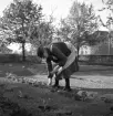 Fru Johansson vid odlingarna