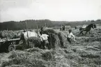Höbärgning (enligt text i album).