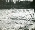 Stadsträdgården i Gävle 1950 (enligt text i album).