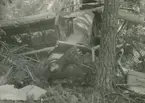 Militärt flygplan S 14 Storch nr 3811 efter haveri i skog utanför Finspång den 28 juni 1948.
