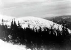 Skog med fjäll.