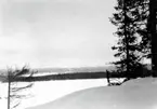 Skog med fjäll.