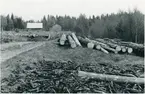 Dalskog, Skogen