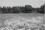 Dalskog, Perstorp