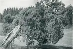 Gunnarsnäs