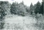 Gunnarsnäs, Hällan. Glänta i skogen