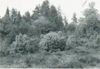 Mossen, torp under Åsmule