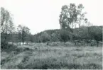 Högsäter. Bune vid tjärnet Svartögat