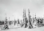 Snötäckta granar.